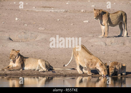 La fierté du Lion à partir d'un point d'eau potable Banque D'Images