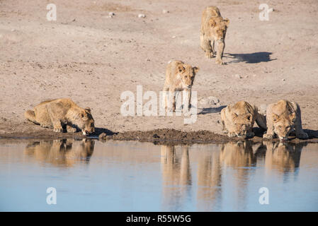 La fierté du Lion à partir d'un point d'eau potable Banque D'Images