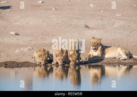 La fierté du Lion à partir d'un point d'eau potable Banque D'Images