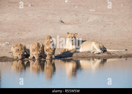 La fierté du Lion à partir d'un point d'eau potable Banque D'Images