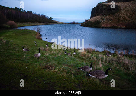 Différentes scènes de Dunsapie Loch. Cygnes et canards comme vu dans Dunsapie Loch. Banque D'Images