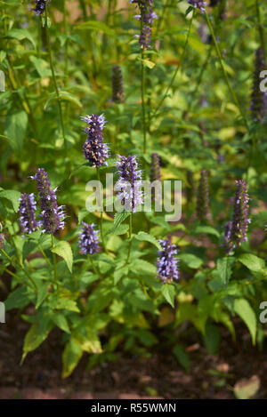 Agastache rugosa en fleur Banque D'Images