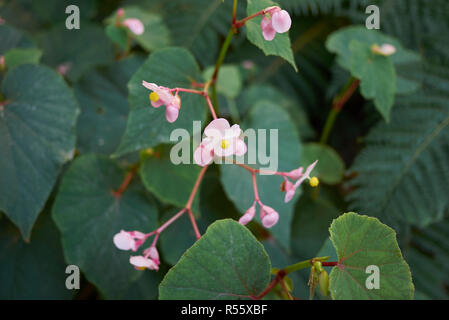 Begonia grandis en fleur Banque D'Images