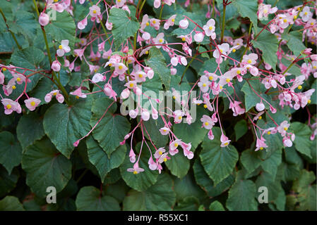 Begonia grandis en fleur Banque D'Images