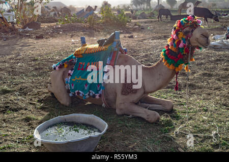 Chameau d'arabie avec accessoires chercher à Assouan Egypte Banque D'Images