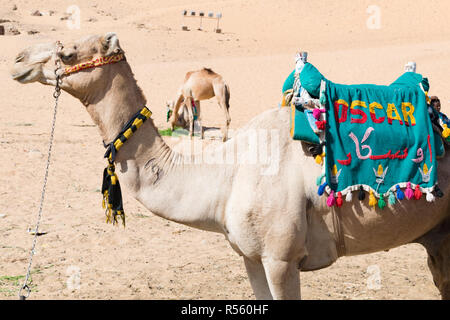 Chameau d'arabie avec accessoires chercher à Assouan Egypte Banque D'Images