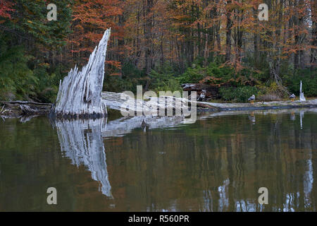 Arbres en automne feuillage reflètent dans les eaux calmes de Laguna Captren dans le Parc National Conguillio dans Araucania, sud du Chili. Banque D'Images