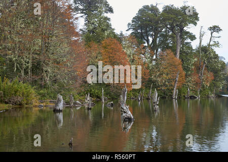 Arbres en automne feuillage reflètent dans les eaux calmes de Laguna Captren dans le Parc National Conguillio dans Araucania, sud du Chili. Banque D'Images
