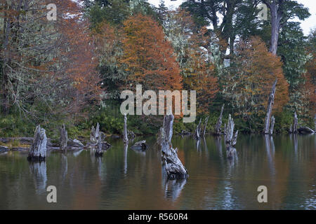 Arbres en automne feuillage reflètent dans les eaux calmes de Laguna Captren dans le Parc National Conguillio dans Araucania, sud du Chili. Banque D'Images