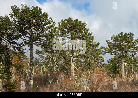 Arbres d'Araucania (Araucaria araucana) dans le Parc National Conguillio dans dans le sud du Chili Banque D'Images