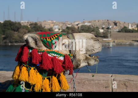 Chameau d'arabie avec accessoires chercher à Assouan Egypte Banque D'Images