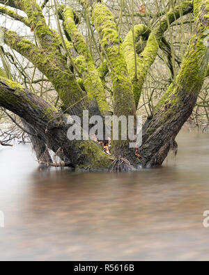 Forestiers humides - à l'aide de filtres ND à brouiller l'eau autour de la base de ces arbres inondés Banque D'Images