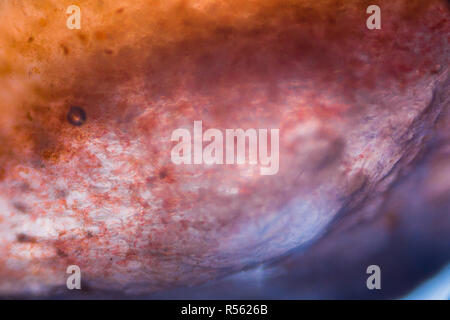 Sous le microscope de tomate Banque D'Images