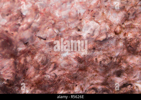 Sous le microscope de tomate Banque D'Images