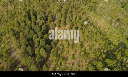 Forêt tropicale de montagne avec les terres agricoles, village, champs avec des cultures, des arbres. Vue aérienne des terres agricoles sur montagne. paysage tropical Bali, Indonésie. Banque D'Images