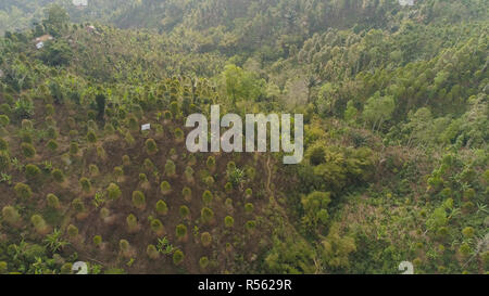 Forêt tropicale de montagne avec les terres agricoles, village, champs avec des cultures, des arbres. Vue aérienne des terres agricoles sur montagne. paysage tropical Bali, Indonésie. Banque D'Images