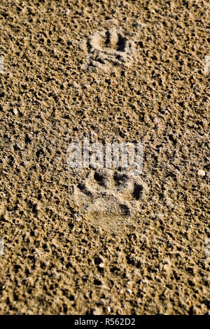 La voie d'un chien dans le sable. Un chien se promenait le long du littoral et laissé des traces dans le sable. Banque D'Images