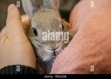 Près d'un petit lapin gris assis sur la jeune fille et lap looking at camera Banque D'Images