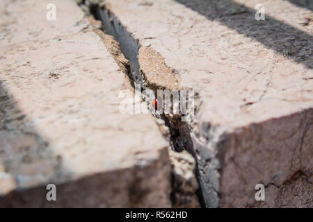 Ladybird cache une fissure dans le mur de pierre le long d'une journée de printemps en Israël Banque D'Images