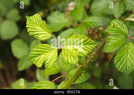 Fond vert Feuilles Banque D'Images