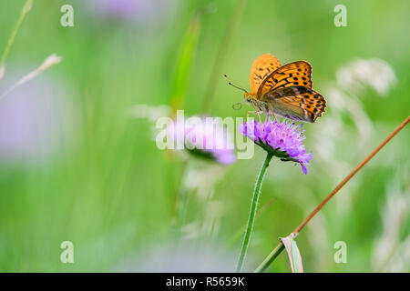Lavé argent fritillary (Argynnis paphia) sur une fleur pourpre dans le parc national de Bialowieza, Pologne. Banque D'Images