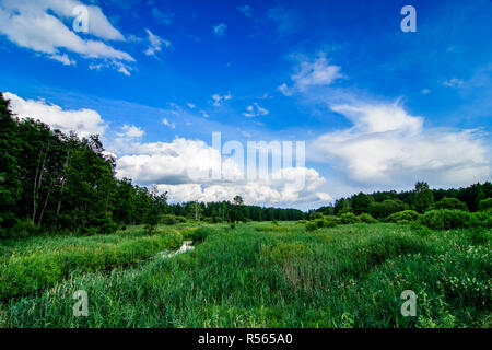 Dans la vallée de la rivière Narewka Parc national de Bialowieza. Juillet, 2017. Banque D'Images