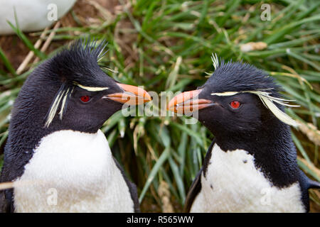 Le sud de gorfous sauteurs montrant outre de leurs plumes dans une colonie nicheuse à Westpoint Island dans les îles Falkland Banque D'Images