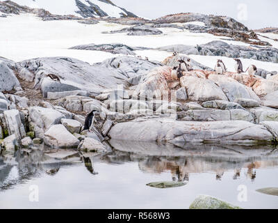 Une jugulaire et groupe de manchots sur des rochers près de l'eau sur l'Île Petermann, près de la péninsule Antarctique, l'Antarctique Banque D'Images