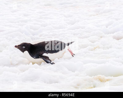 Manchot Adélie, Pygoscelis adeliae, la luge sur la neige sur l'Île Petermann, Péninsule Antarctique, l'Antarctique Banque D'Images