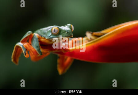 Grenouille Feuille splendide au Costa Rica Banque D'Images