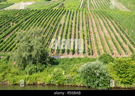 L'Allemagne. Vignobles à flanc de colline le long de la Moselle près de Mehring. Banque D'Images