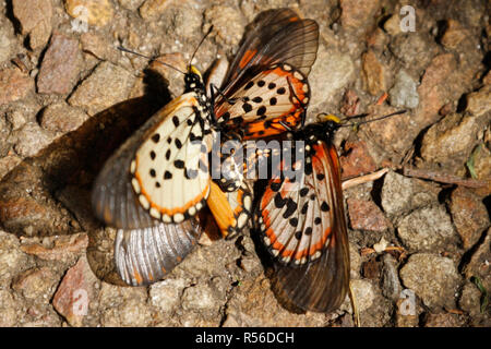 Plusieurs hommes acraea horta papillons essayant de s'accoupler avec une femelle. Banque D'Images