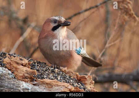 Eurasian jay (Garrulus glandarius) est assis sur un journal tombé et mange des graines de tournesol à la fin de l'automne. Banque D'Images