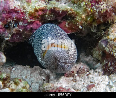 Gymnothorax nudivomer Yellowmouth (Moray) dans l'Océan Indien Banque D'Images