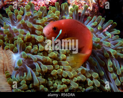 Les Maldives poisson clown (Amphiprion nigripes) est souvent trouvés dans des anémones colorées parmi les récifs Banque D'Images