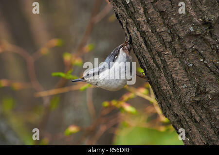 Sittelle à tête blanche (bois) est assis sur un tronc d'arbre dans son fameux stand (dans un parc forestier de printemps). Banque D'Images