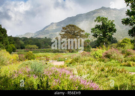La vue de Kirstenbosch National Botanical Garden à la recherche jusqu'à la montagne de la table Banque D'Images