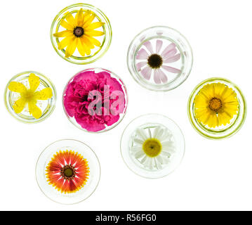 Collection de fleurs jardin des contenants en verre. La gauche en partant du haut : black-eyed susan (Rudbeckia hirta), pourpre (échinacée pourpre Banque D'Images