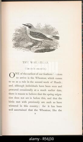 Une illustration de l'Traquet motteux, avec une brève description de la habitudes migratrices . Nos migrants d'été. Un compte des oiseaux migrateurs qui passent l'été dans les îles Britanniques ... ... Illustré par T. Bewick. Londres, 1875. Source : 2250.d.5. Langue : Anglais. Auteur : Thomas Bewick,. Banque D'Images