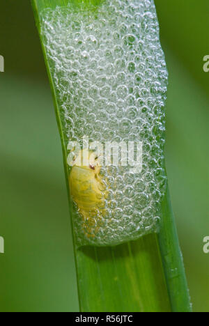 Nymphe de meadow spittlebug (Philaenus spumarius) dans bubble nid qu'il a produites en battant un miellat 'liquide' de son anus en une mousse avec ses hin Banque D'Images