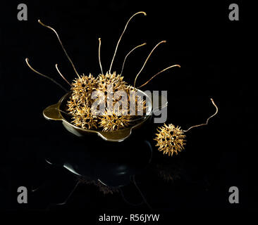 Nature morte de fruits de l'arbre liquidambar d'Amérique (Liquidambar styraciflua) dans un bol Banque D'Images