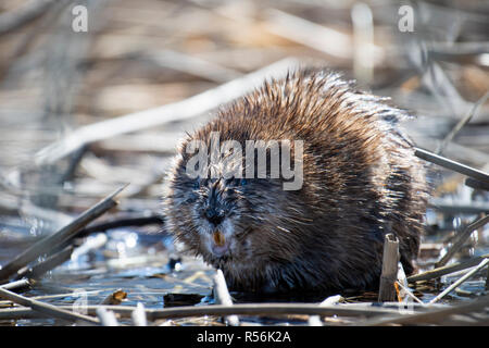 Old beaver reposant sur les rives d'un parc le long du fleuve Saint-Laurent Banque D'Images