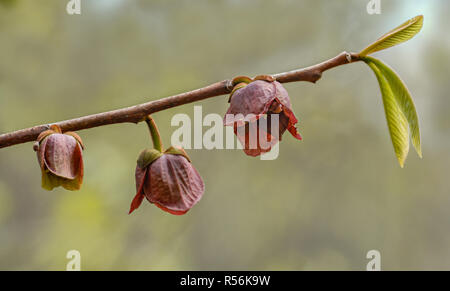 Les fleurs et les premières feuilles de pawpaw tree (Asimina triloba) dans la forêt de Le Parc National Shenandoah en Virginie Banque D'Images