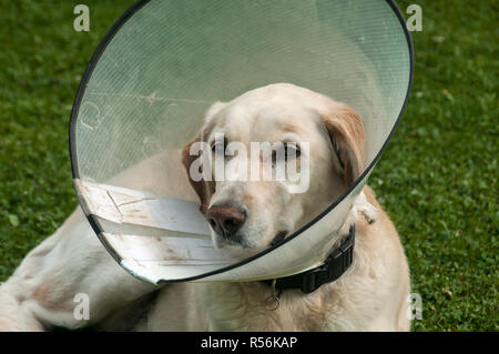 Crème femelle Labrador dog wearing cône en plastique collier élisabéthain médical autour du cou pour la protection anti-morsure on Green grass meadow Banque D'Images