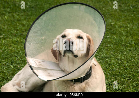 Crème femelle Labrador dog wearing cône en plastique collier élisabéthain médical autour du cou pour la protection anti-morsure on Green grass meadow Banque D'Images