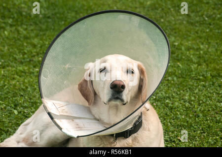 Crème femelle Labrador dog wearing cône en plastique collier élisabéthain médical autour du cou pour la protection anti-morsure on Green grass meadow Banque D'Images