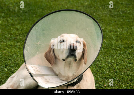 Crème femelle Labrador dog wearing cône en plastique collier élisabéthain médical autour du cou pour la protection anti-morsure on Green grass meadow Banque D'Images