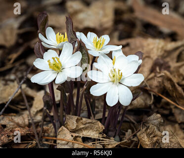 Des fleurs (twinleaf Jeffersonia diphylla) wildflower, originaire de l'Est de l'Amérique du Nord. Ce début du printemps bloomer est relativement rare. Les jeunes adultes Banque D'Images