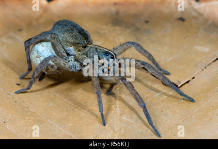 Les araignées (Lycosa sp.) l'exécution d'oeufs recouverts de soie cas sous son abdomen. Lorsque les jeunes éclosent, elle va les transporter sur son dos. Banque D'Images