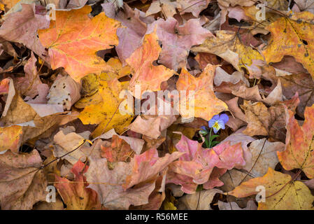 Fleur de violette (Viola cornuta) recouverte de feuilles tombées d'un érable à sucre (Acer saccharum) au début de novembre en Virginie centrale. Banque D'Images